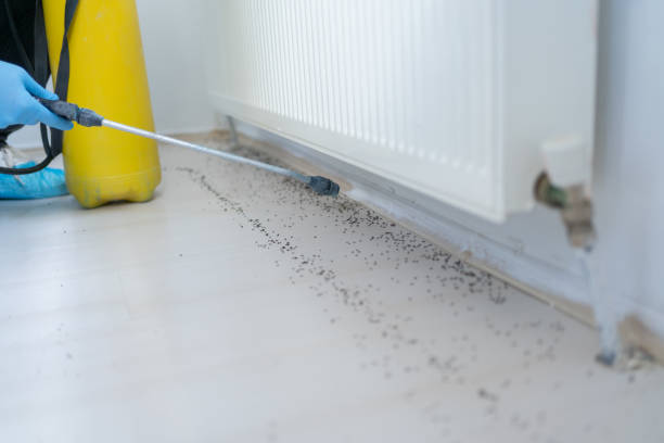 Best Pest Prevention Services  in Paramount, CA